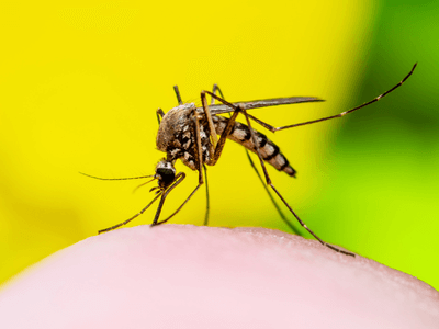 About Mesa Monthly Mosquito Treatment Plans - monthly mosquito treatment plans experts in Mesa